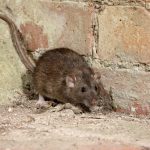 Tips For Natural Pest Control In The Home. Tips For Natural Pest Control In The Home.